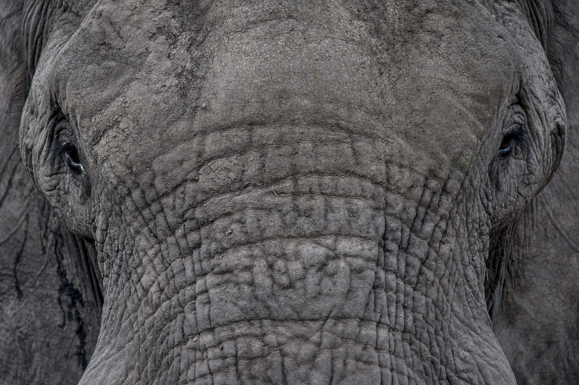 Closeup of an elephant in the Okavango Delta in Botswana.