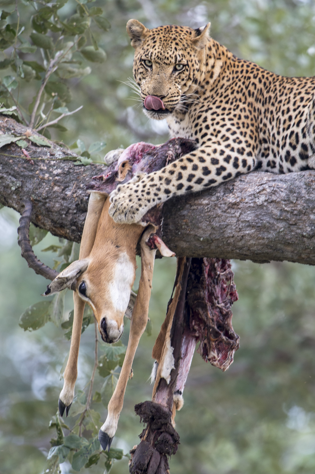 Sargent, a well known male leopard, feeds on an impala in a tree in the Okavango Delta in Botswana