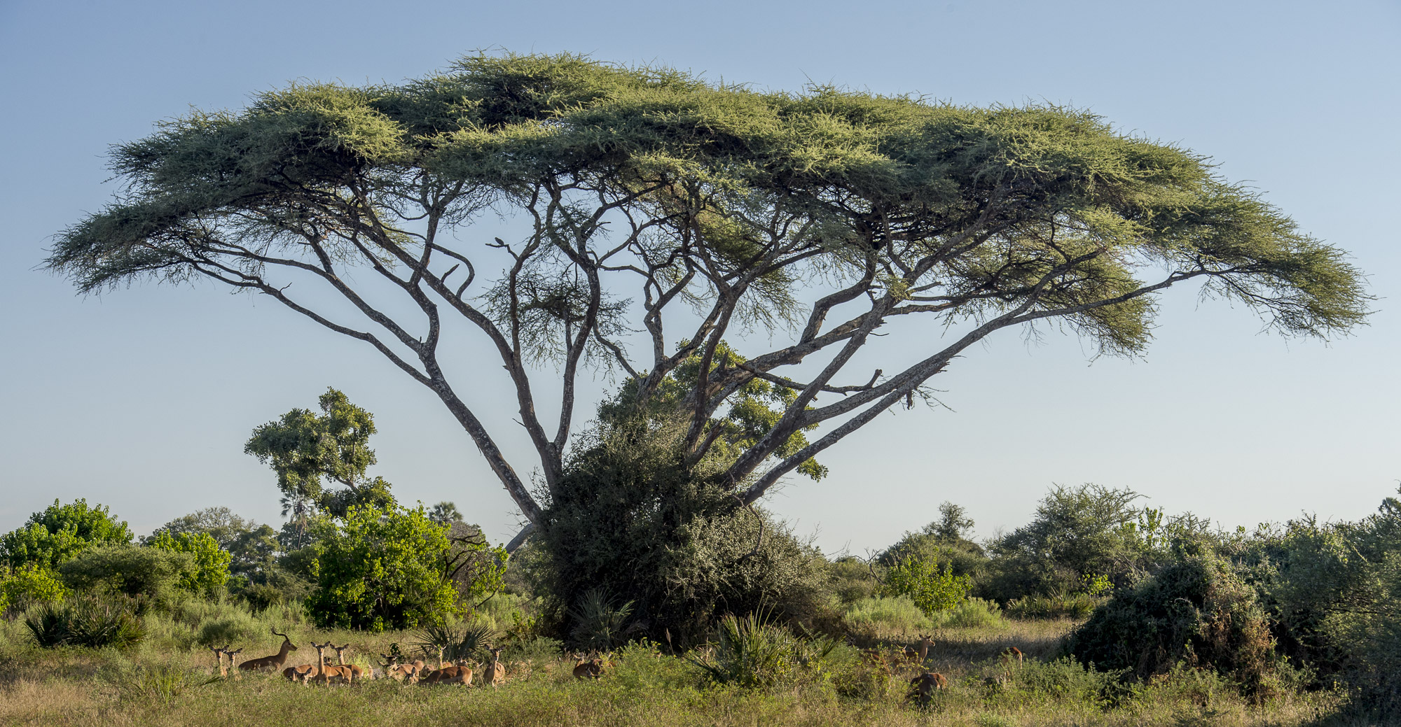 Impala in front of acacia tree in the Okavango Delta in Botswana.