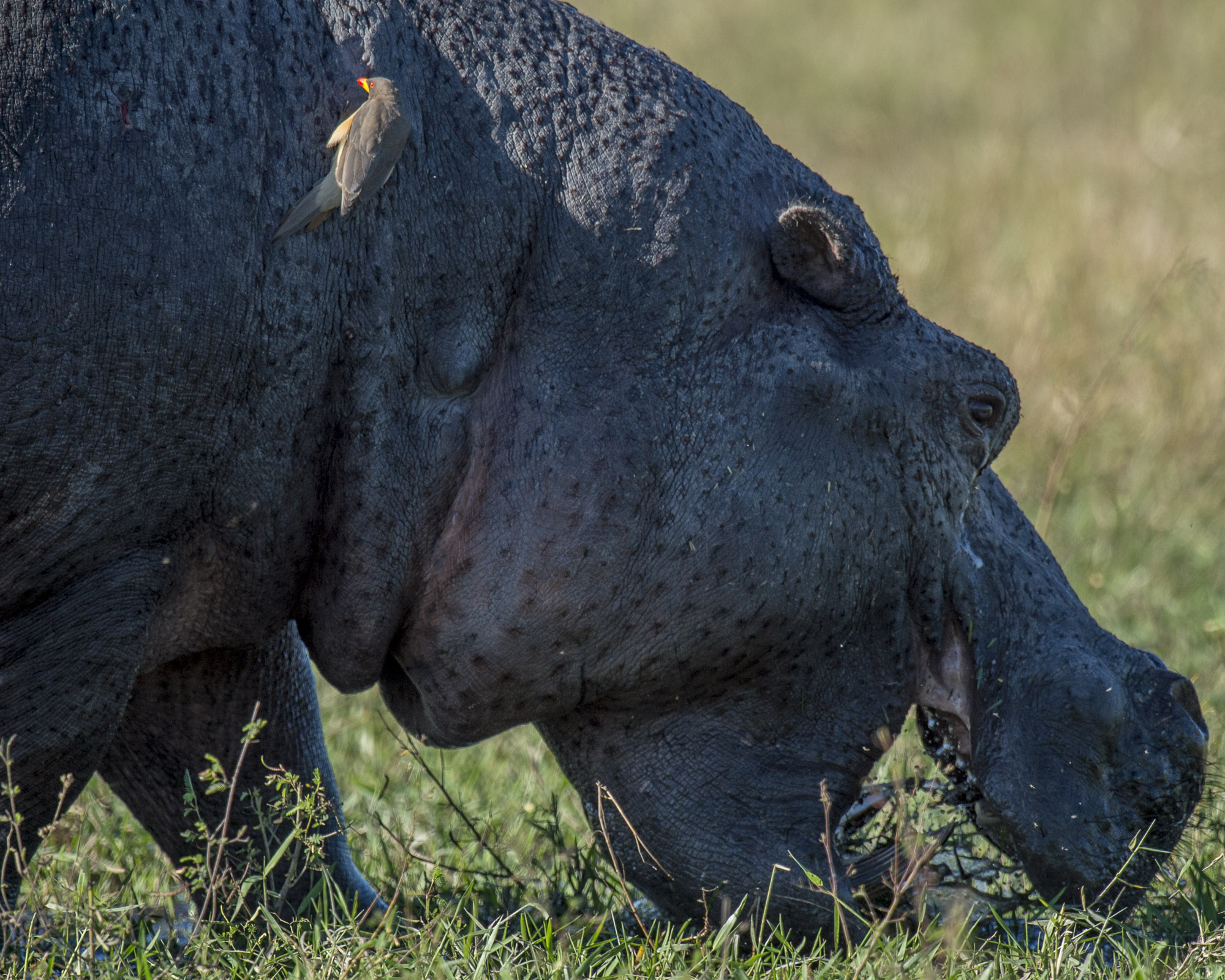 A hippo grazing in the Okavango Delta in Botswana.