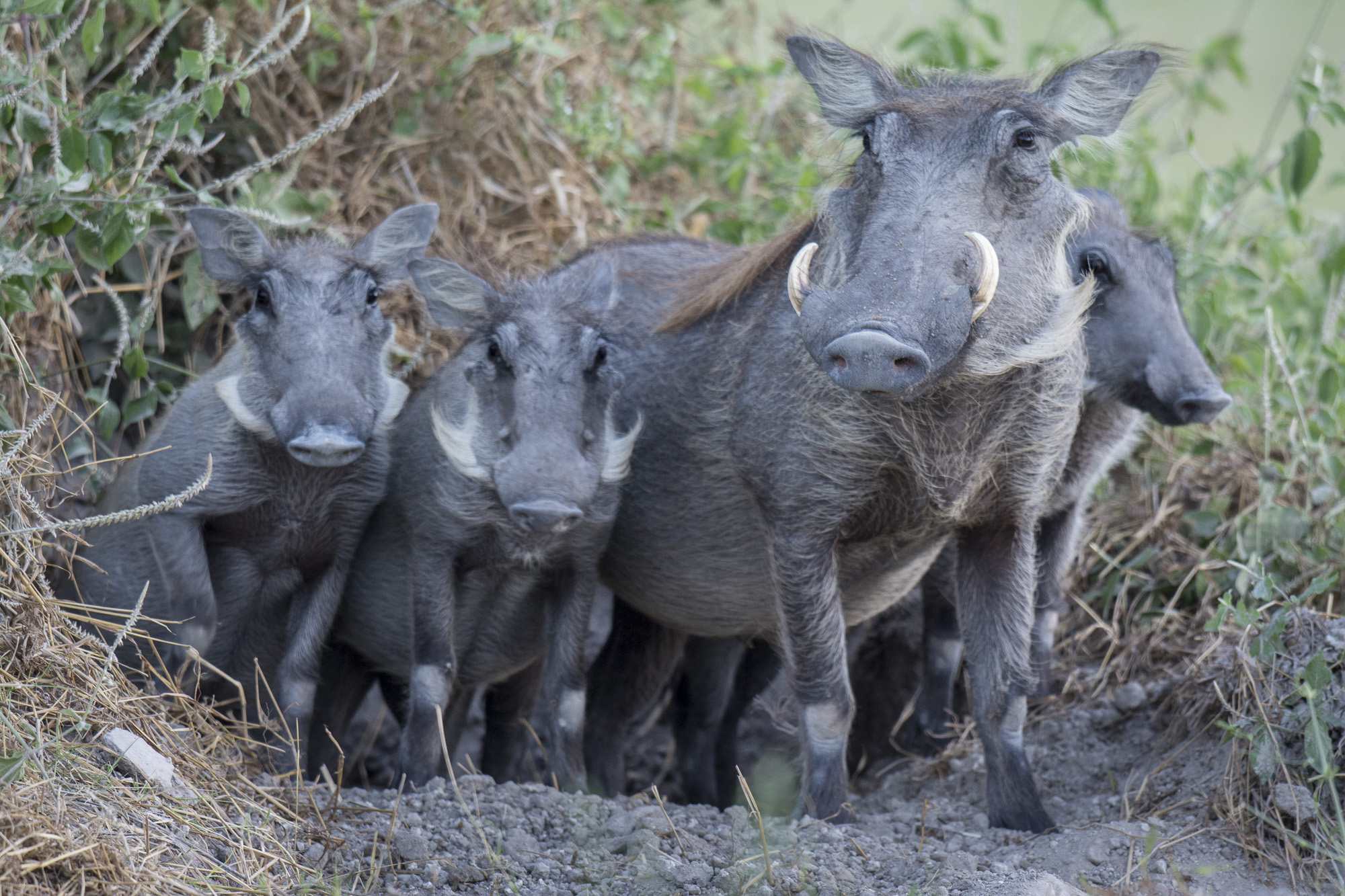 A warthog family emergres from their den in the Okavango Delta in Botswana