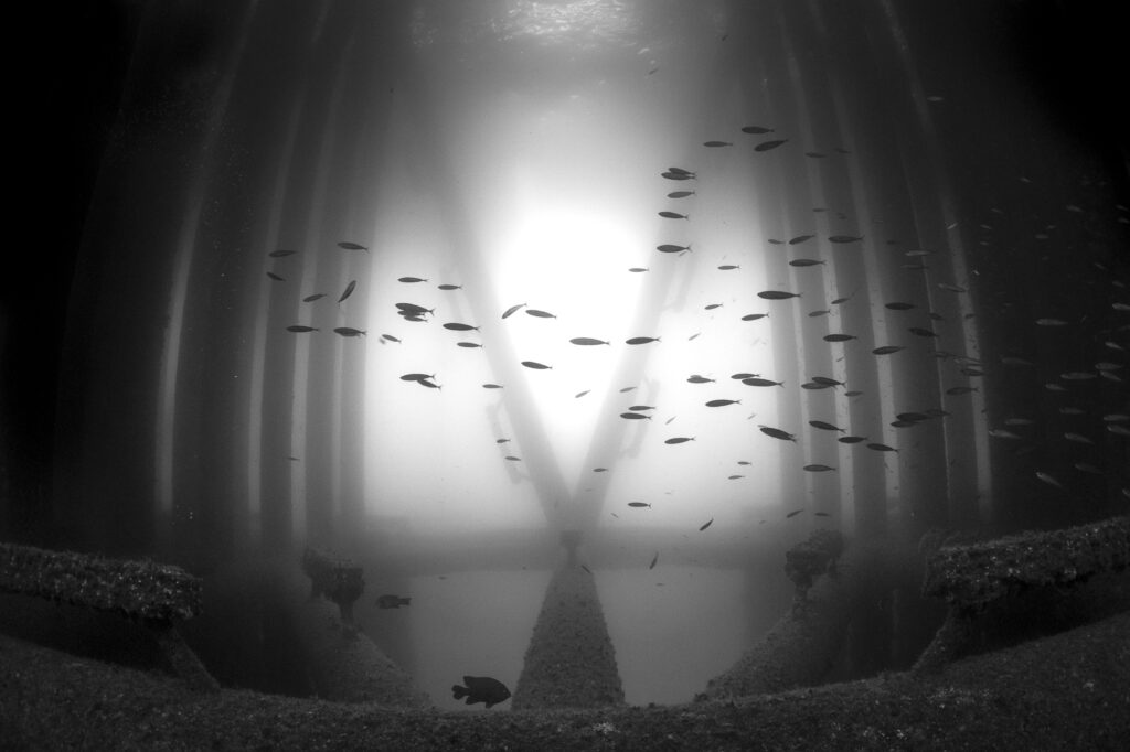 Marine life is abundant at the base of an oil rig near the Channel Islands