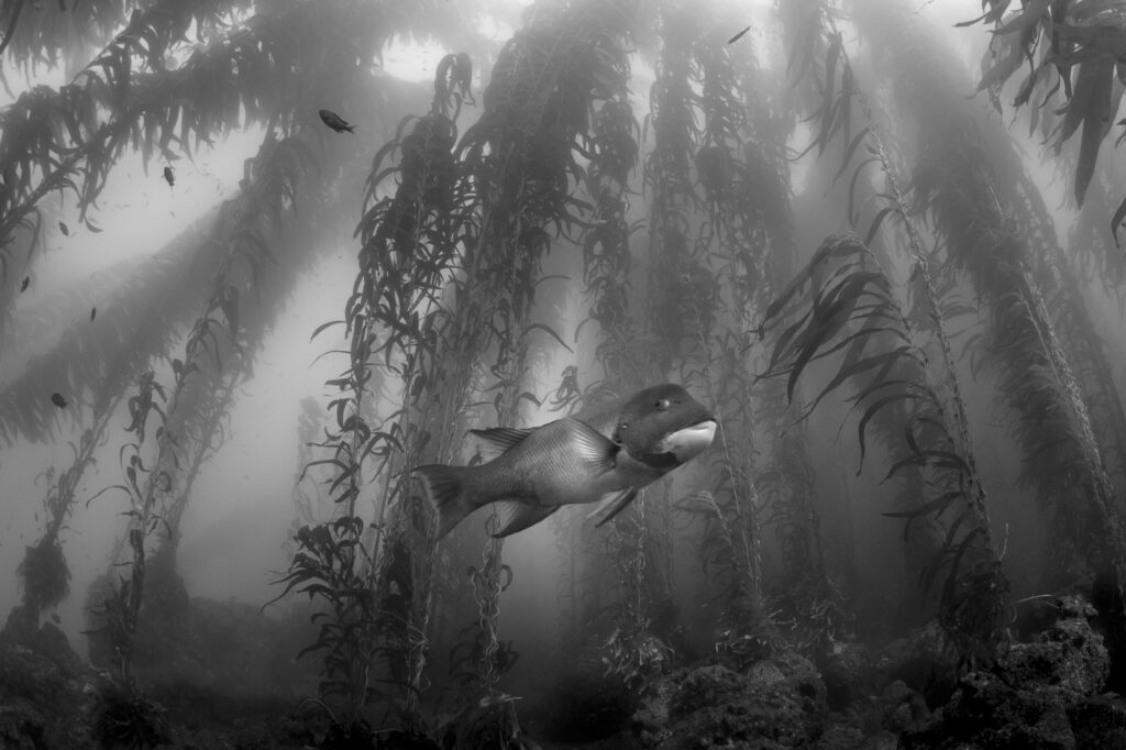 The abundant kelp forest of the Channel Islands