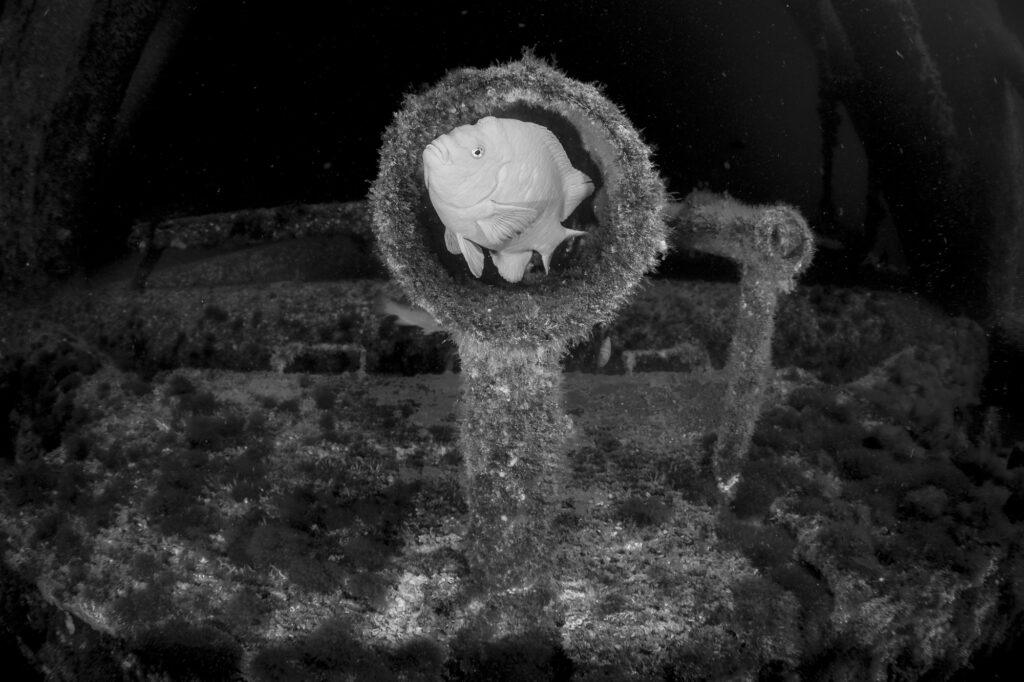 Marine life is abundant at the base of an oil rig near the Channel Islands