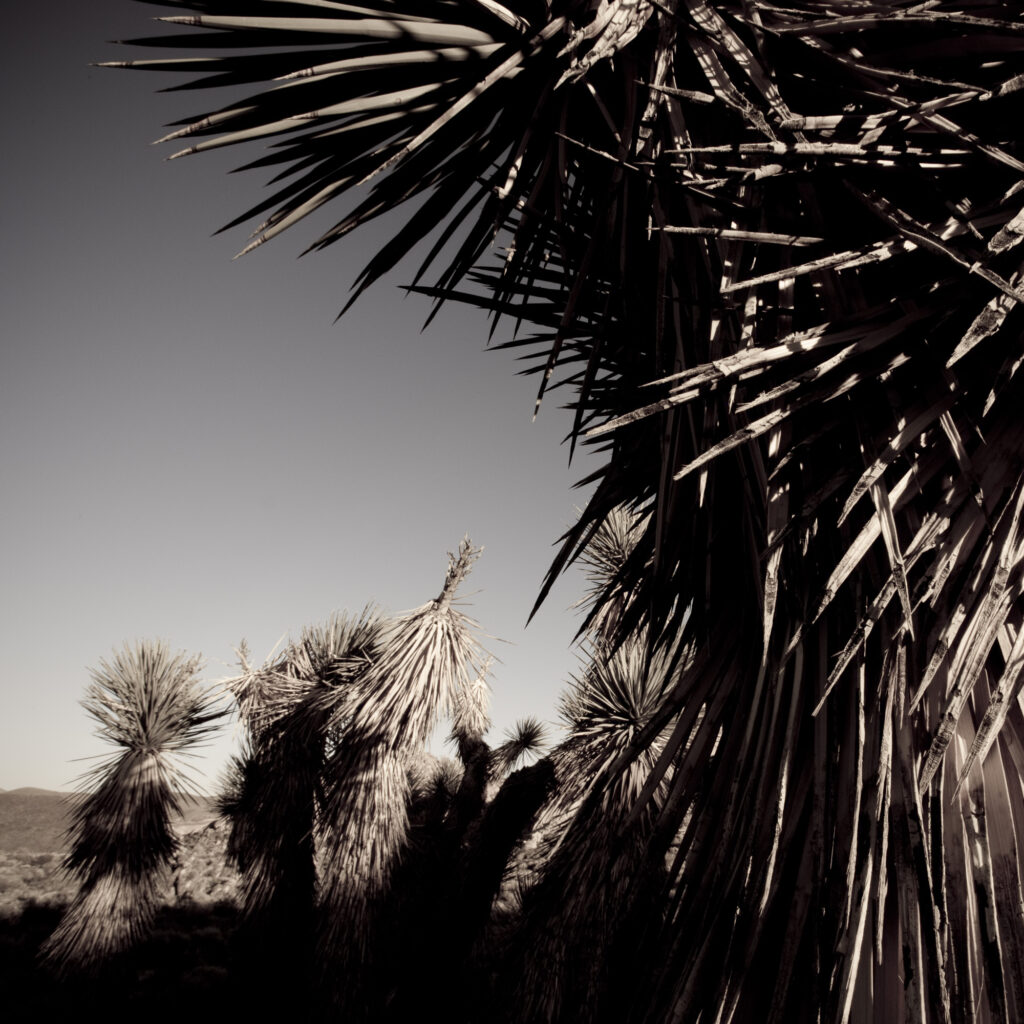 Dancing Joshua Trees, Death Valley
