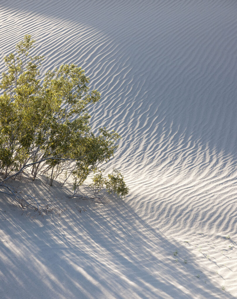 Trees in Sand Dunes, Death Valley