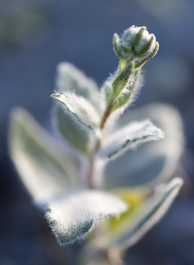 Desert Bloom, Death Valley