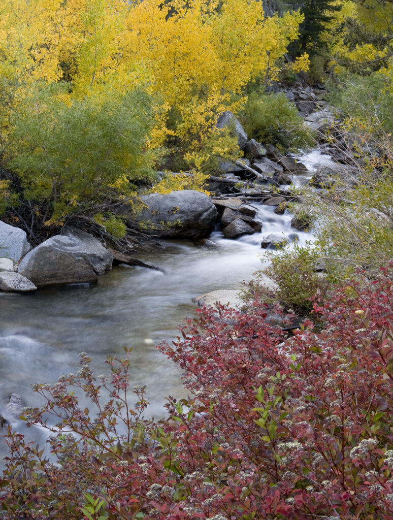 Fall color on a creek, Bishop, CA