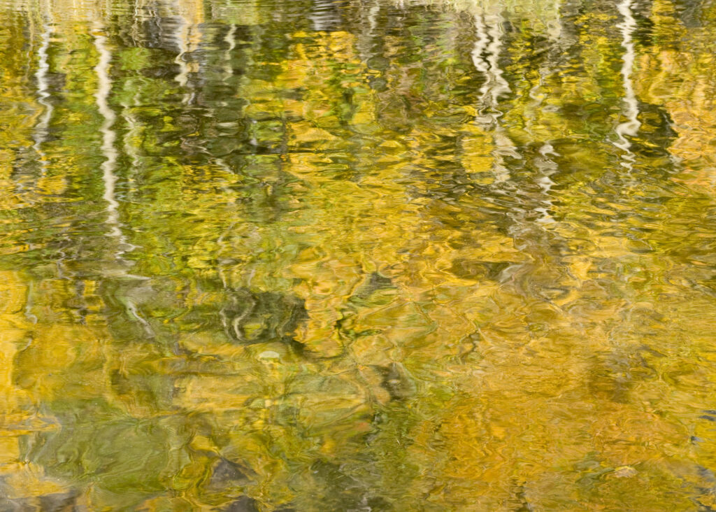 Reflected Aspens, Bishop, CA