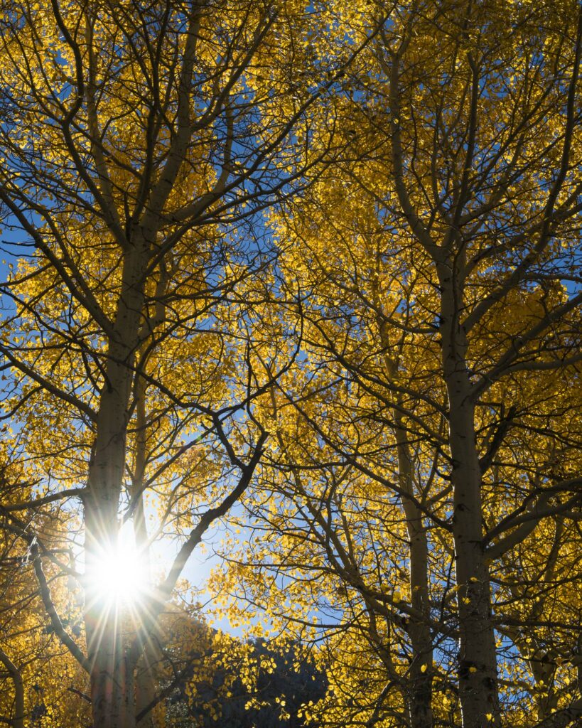 The sun setting behind aspen trees in the Eastern Sierra