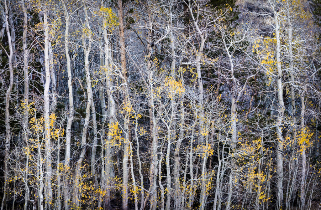 Aspen trees in fall in the Eastern Sierra