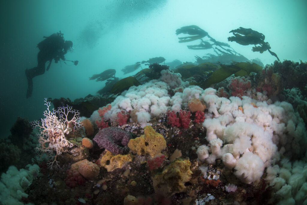 A diver drifts over plumous anemonies near Hurst Island, British Columbia