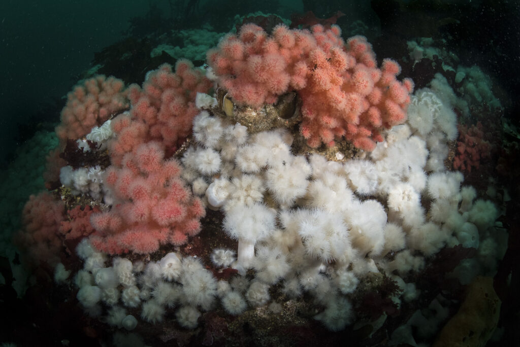 A field of plumous anemonies (also known as Metridium) near Hurst Island, British Columbia