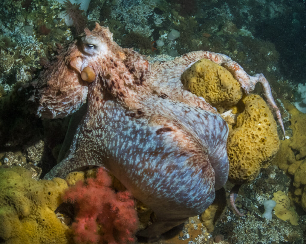 A giant pacific octopus clings to a wall in British Columbia