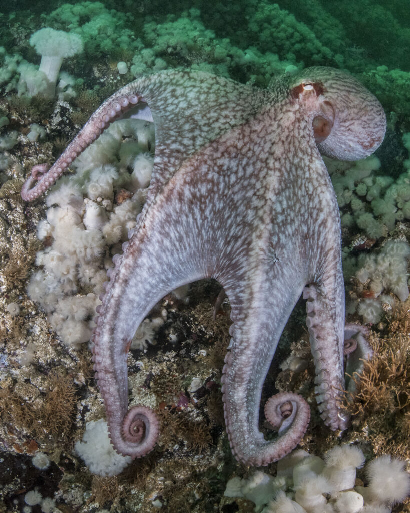 A giant pacific octopus clings to a wall in British Columbia