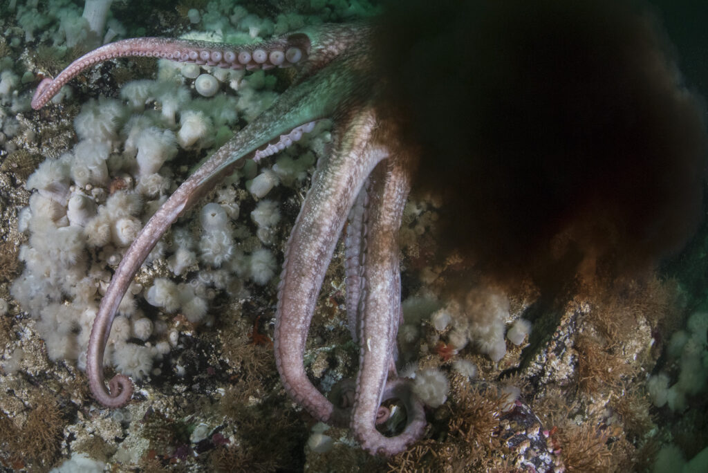 A giant pacific octopus sprays an ink cloud in British Columbia