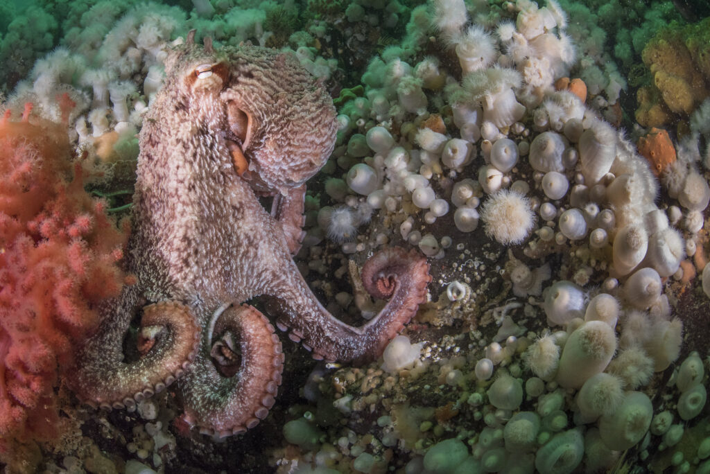 A giant pacific octopus clings to a wall in British Columbia