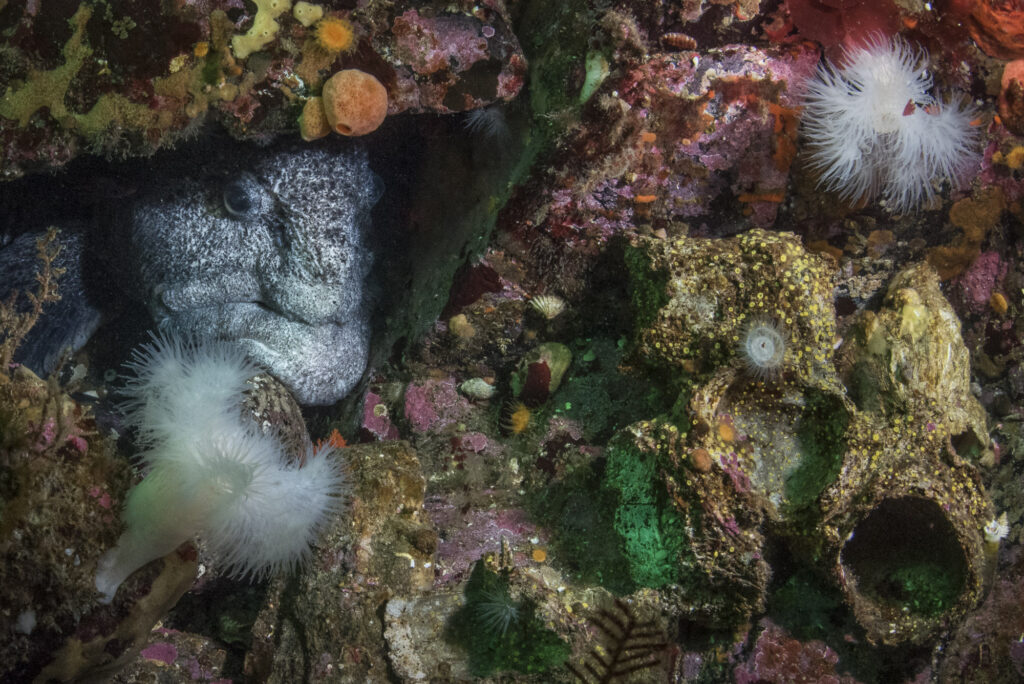 A female wolf eel  looks out of a hole in British Columbia