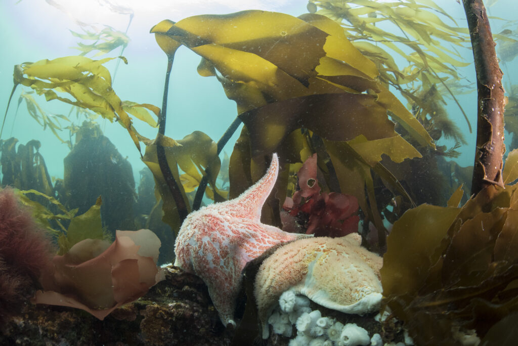 Sea stars and kelp in British Columbia