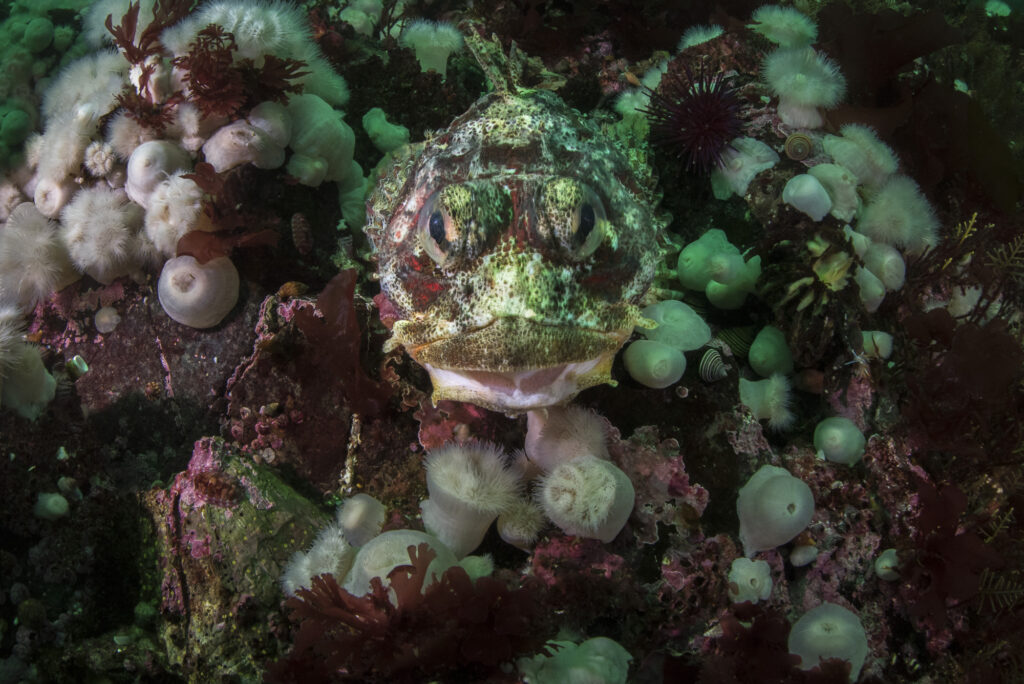 A red Irish lord rests among plumous anemonies in British Columb