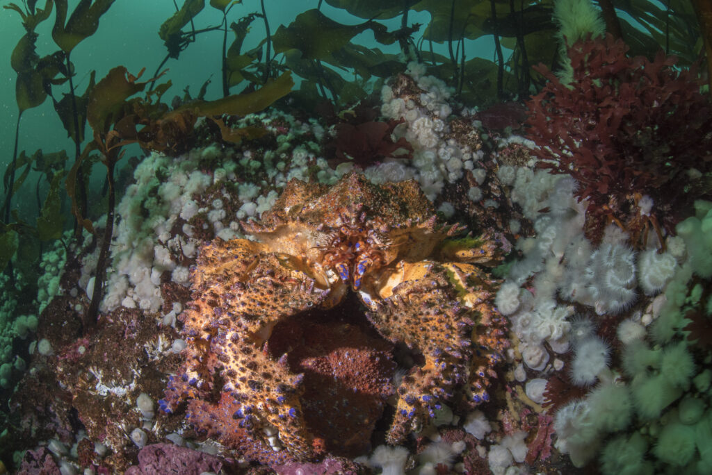 A Puget Sound king crab, in British Columbia