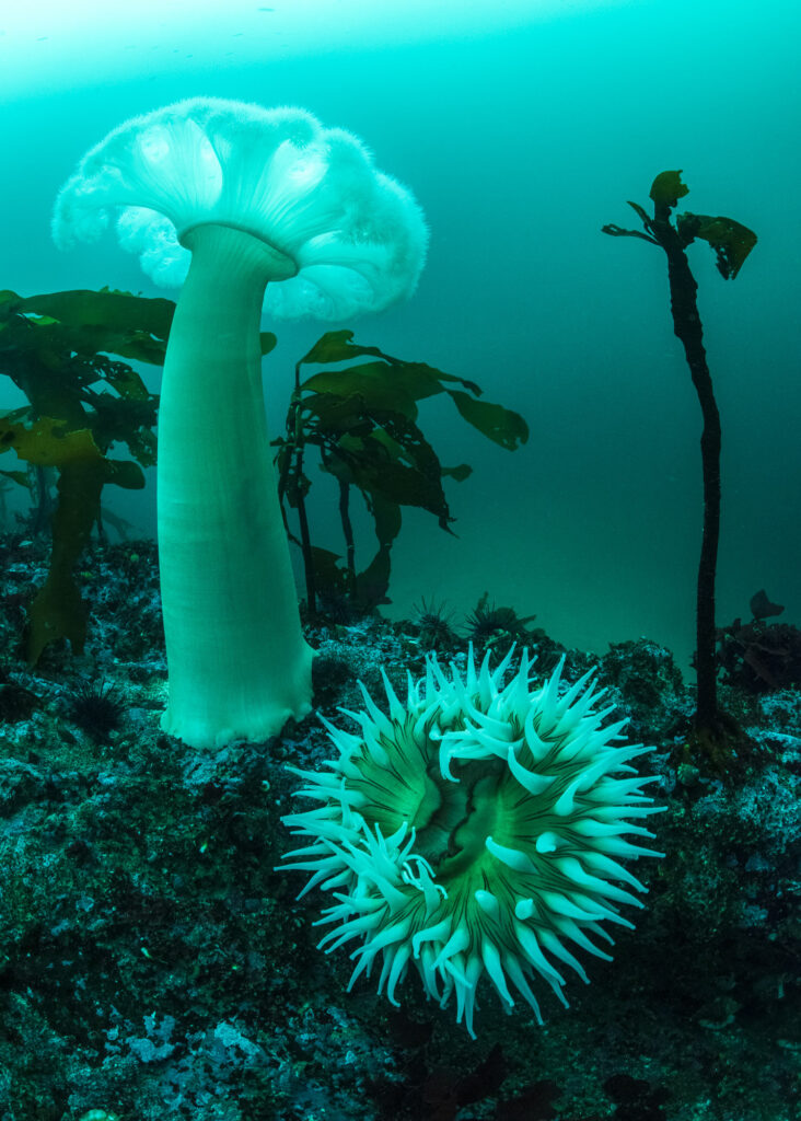 An anemonie field in British Columbia