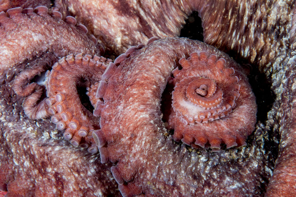 The suckers on the legs of a giant pacific octopus in British Columbia