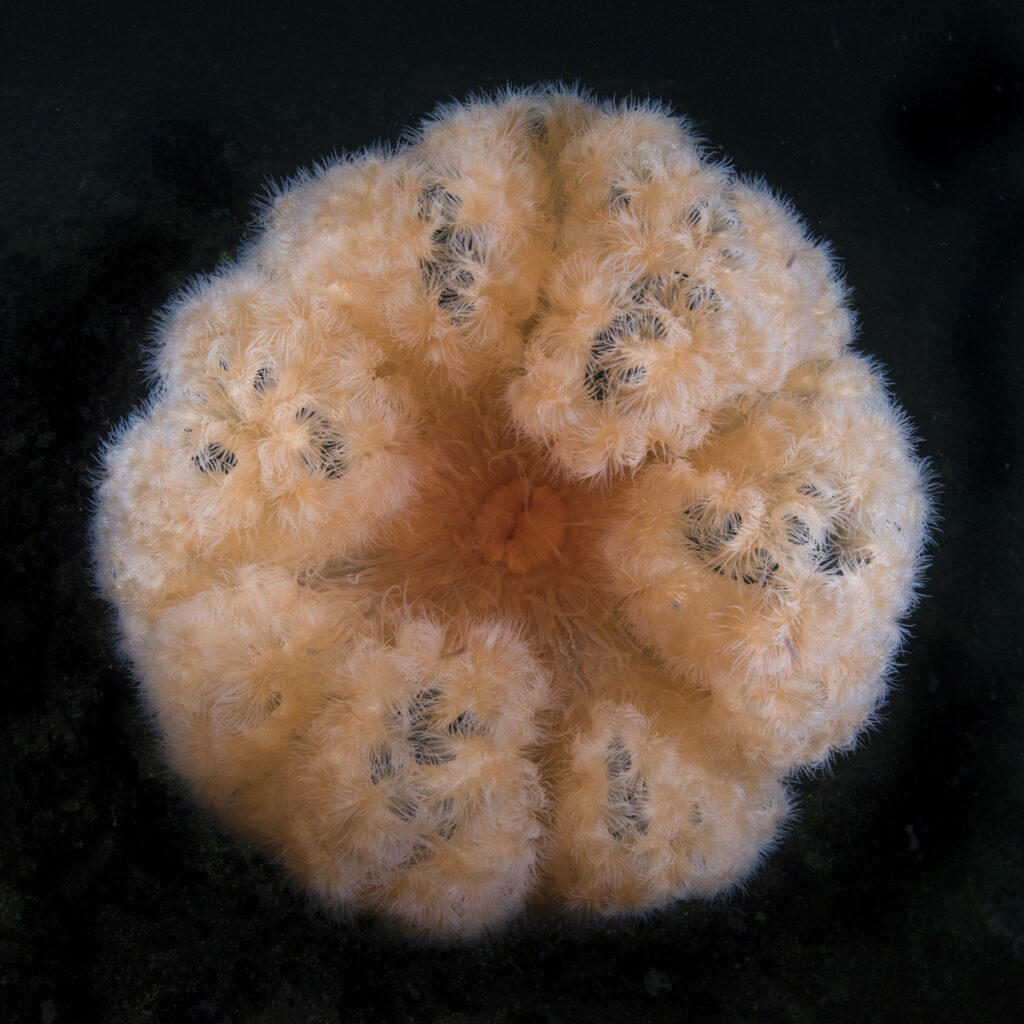 An anemonie in British Columbia
