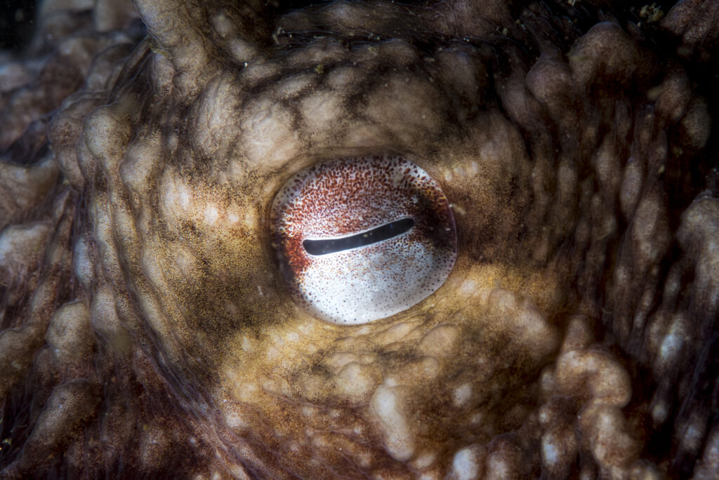 The eye of a giant pacific octopus in British Columbia