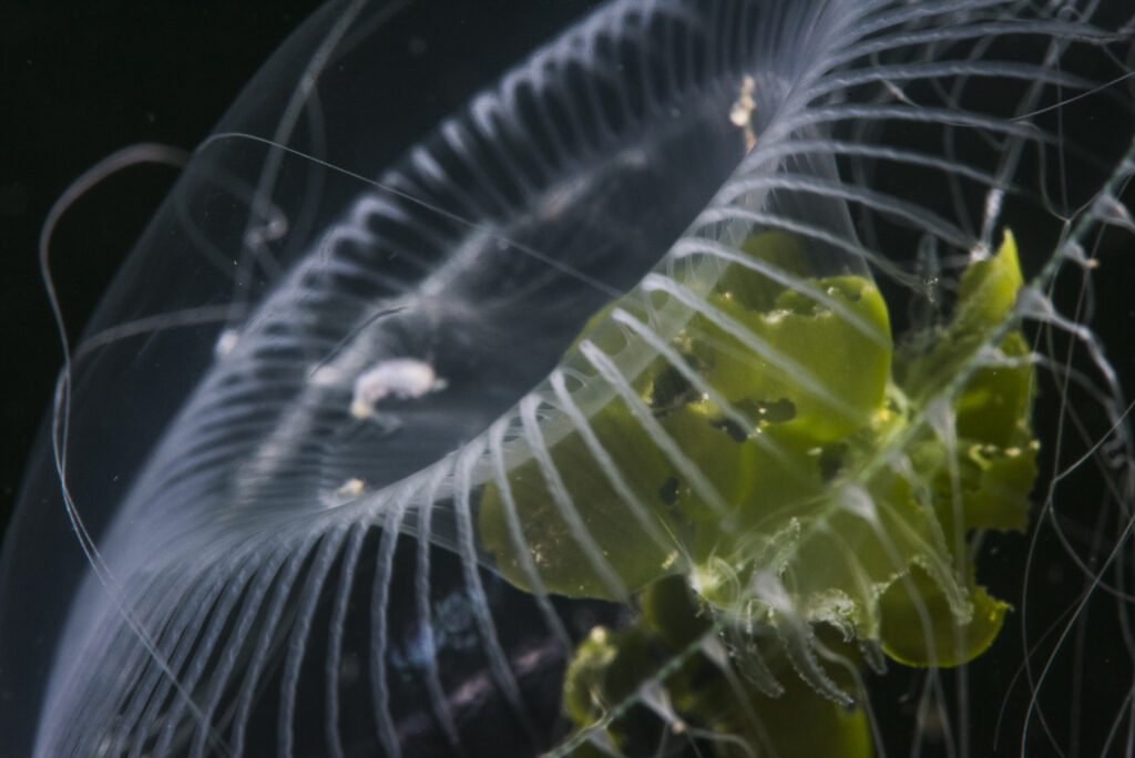 A delicate jellyfish in British Columbia