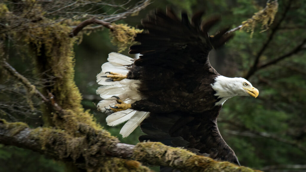 Bald Eagle, Khutzeymateen