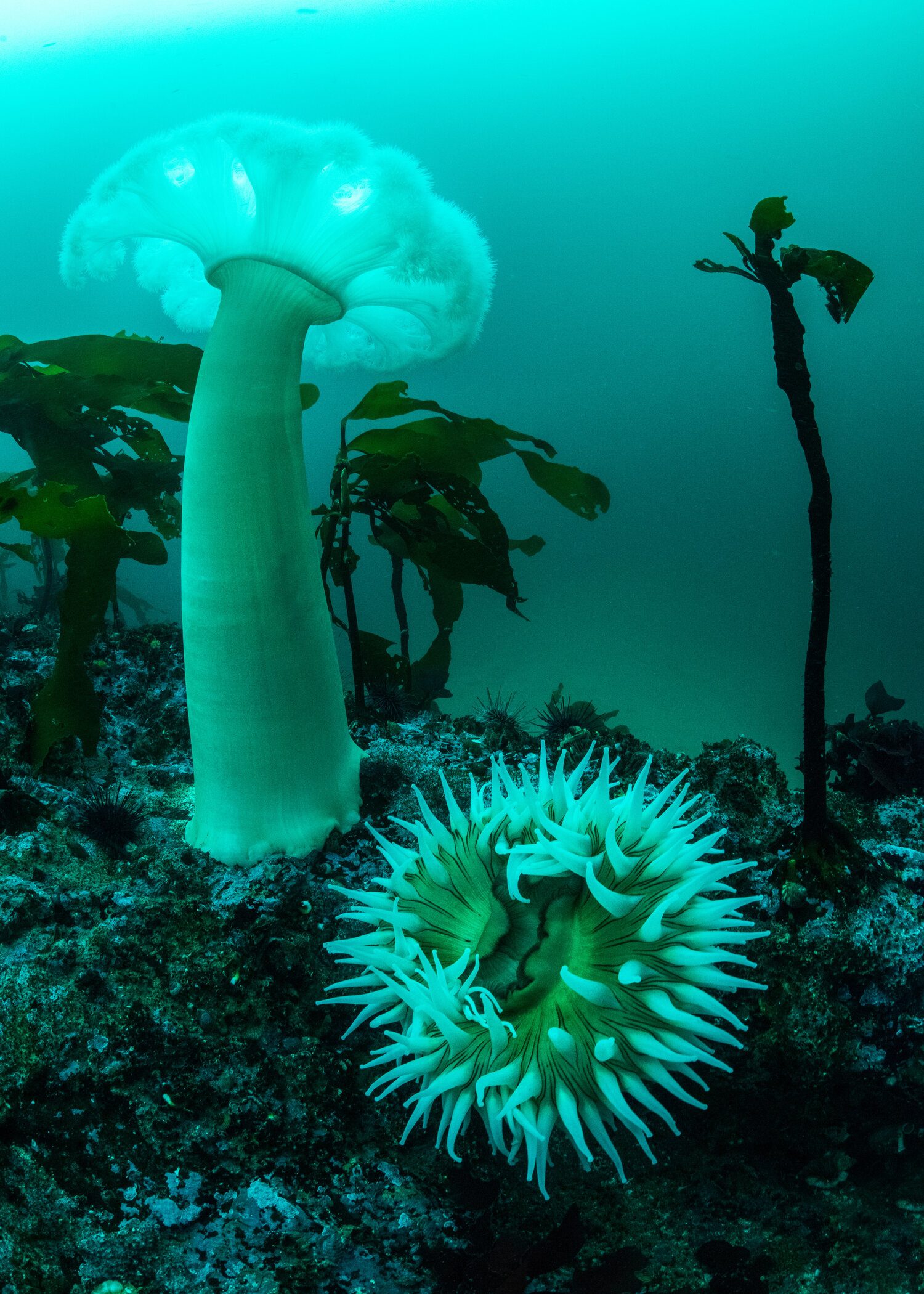 The Great Bear Rainforest