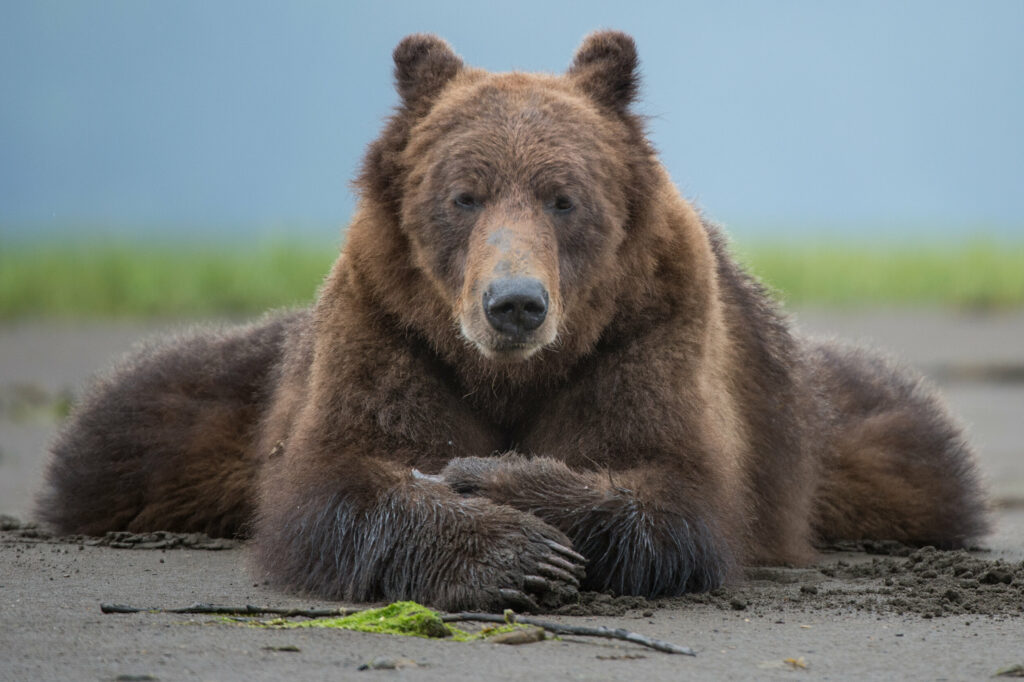 Grizzly Bear, Khutzeymateen