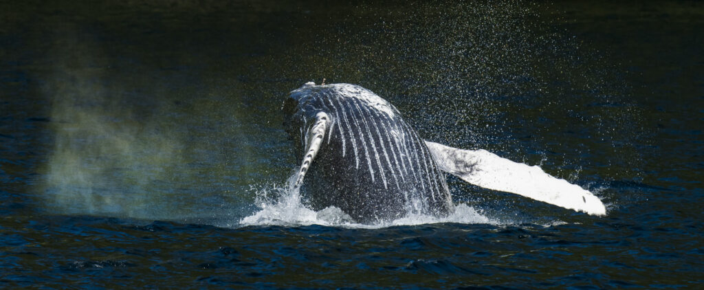 A humpback whale breaches in the Great Bear Rainforest in British Columbia