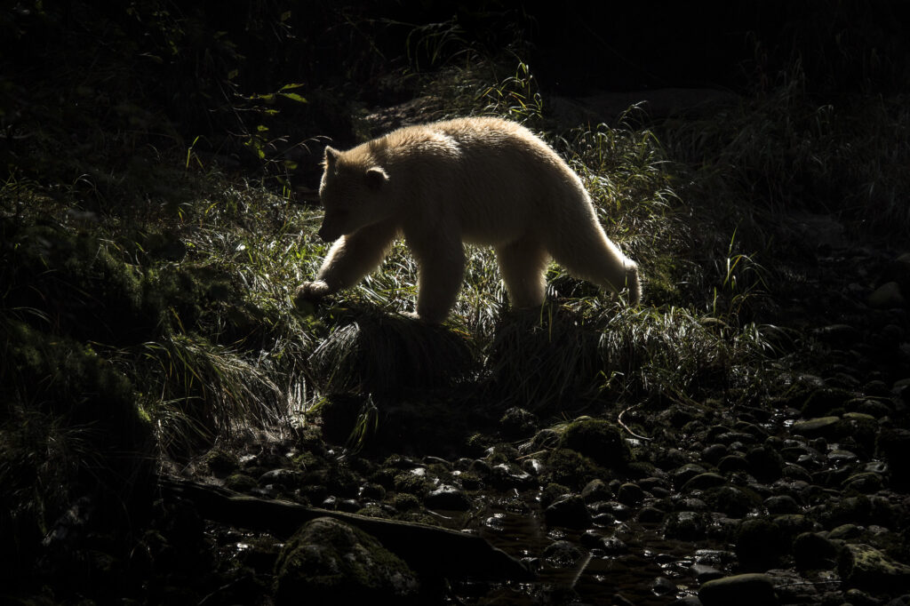 A spirit bear (also known as a Kermode bear) on Gribbell Island in British Columbia