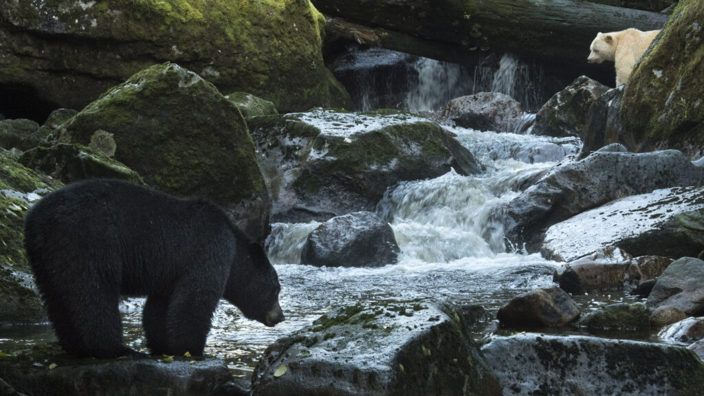 A spirit bear (also known as a Kermode bear) and a black bear on Gribbell Island in British Columbia
