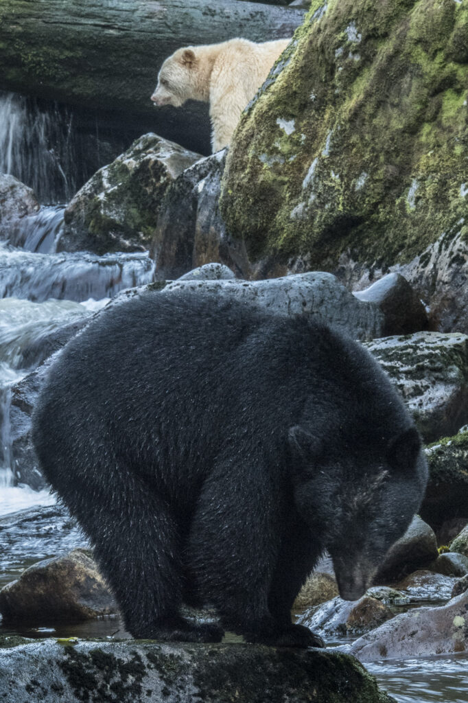 A spirit bear (also known as a Kermode bear) and a black bear on Gribbell Island in British Columbia