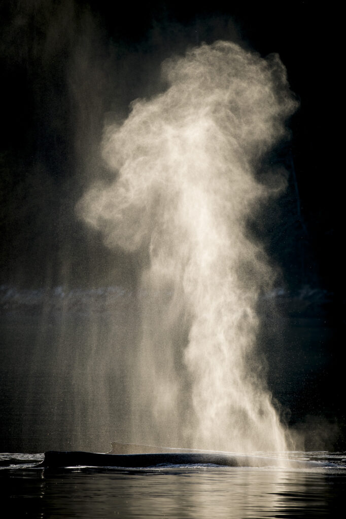 A humpback whale blows in the Great Bear Rainforest in British Columbia