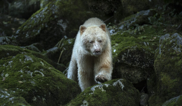 Great Bear Rainforest