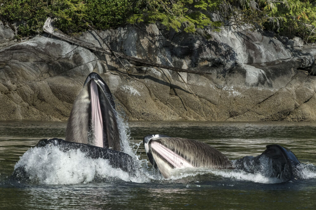 Two humpback whales lunge feeding in the Great Bear Rainforest in British Columbia