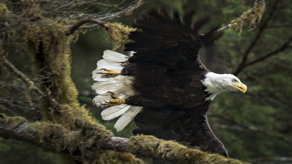 A bald eagle flying in the Great Bear Rainforest in British Columbia