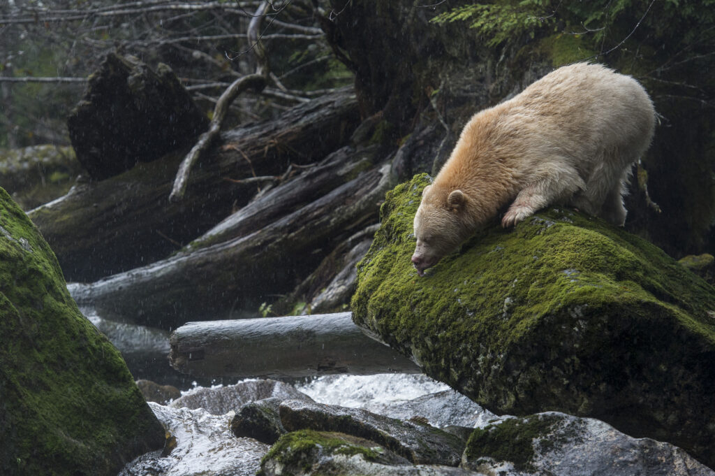 A spirit bear (also known as a Kermode bear) feeding on salmon eggs on Gribbell Island in British Columbia