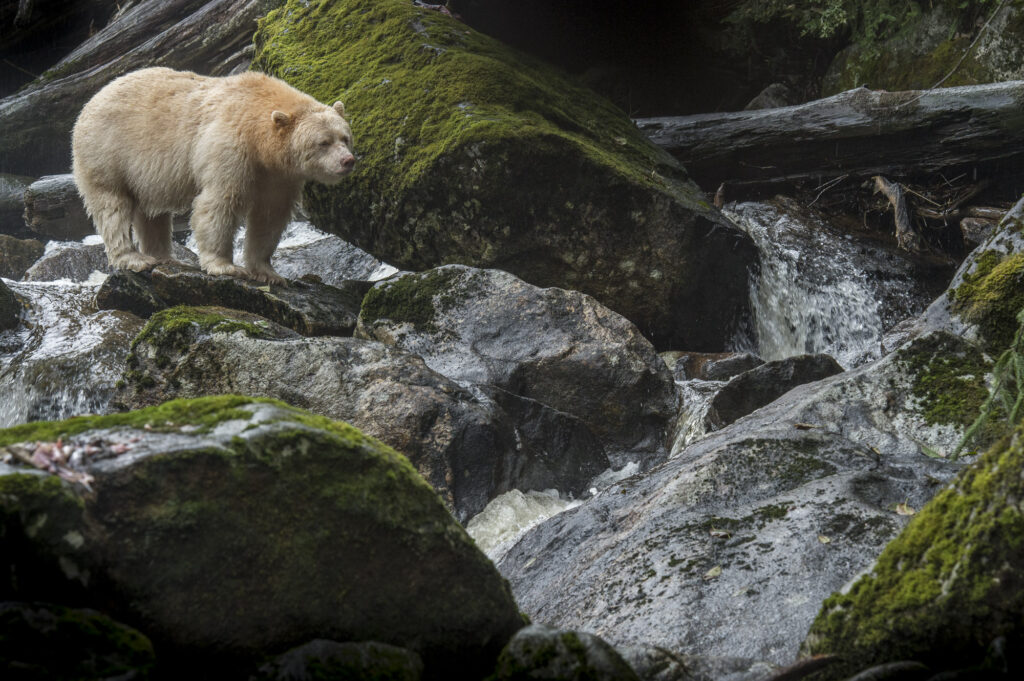 A spirit bear (also known as a Kermode bear) on Gribbell Island