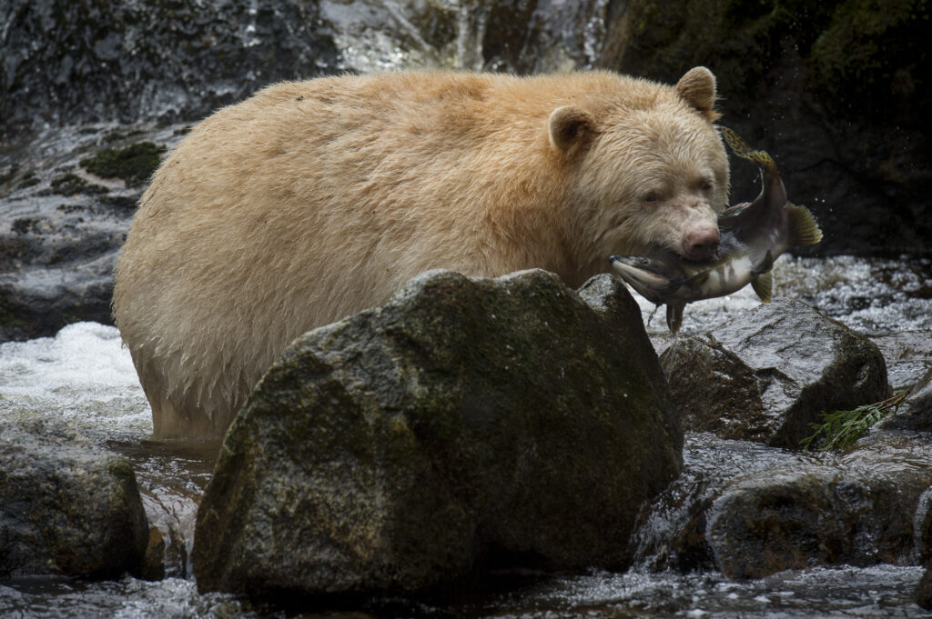 A spirit bear (also known as a Kermode bear) fishing on Gribbell Island in British Columbia
