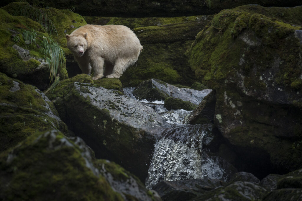 A spirit bear (also known as a Kermode bear) on Gribbell Island in British Columbia