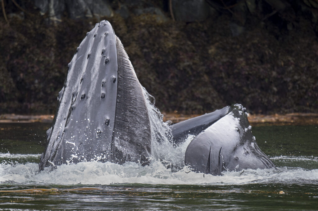 A humpback whale lunge feeding in the Great Bear Rainforest in British Columbia