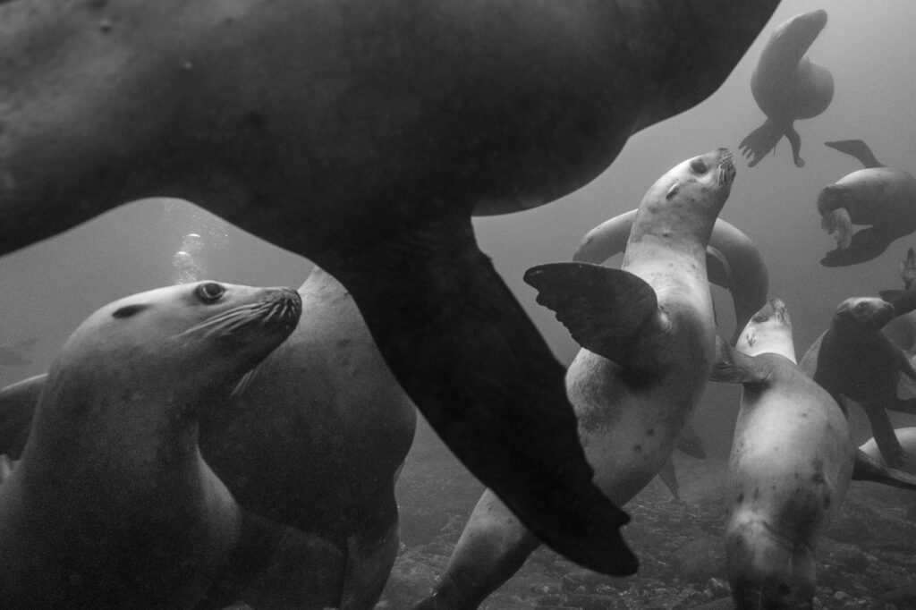 Steller sea lions near Hornby Island in British Columbia