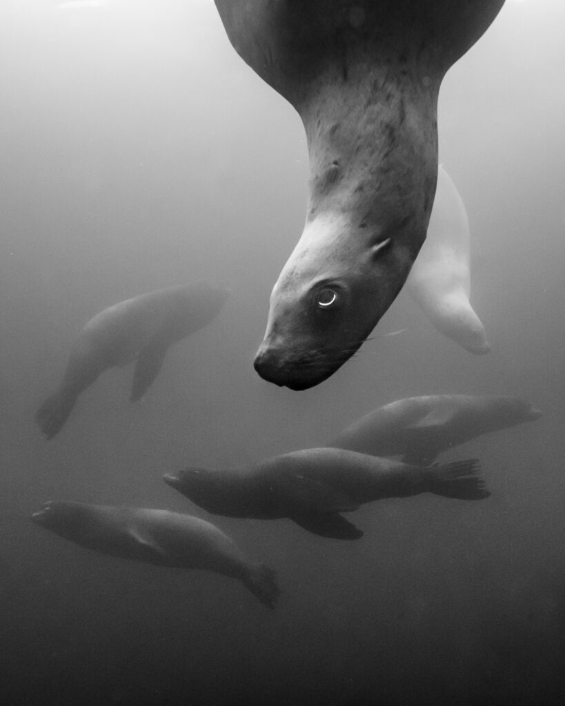 Steller sea lions near Hornby Island in British Columbia
