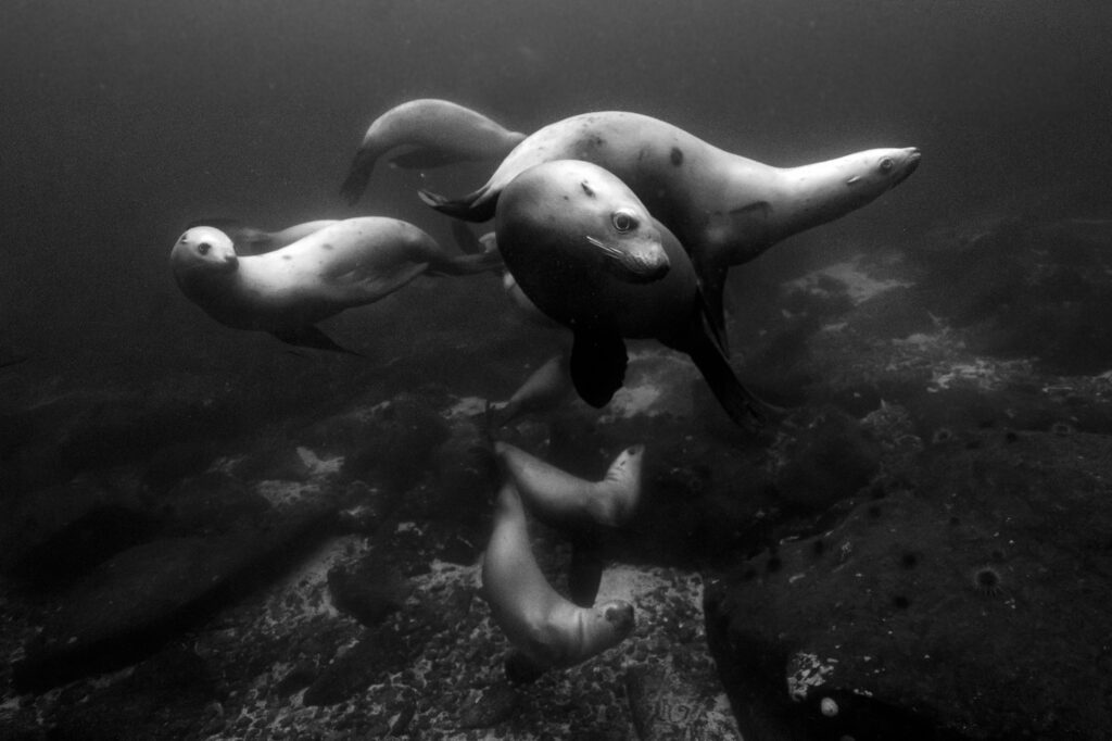 Steller sea lions near Hornby Island in British Columbia