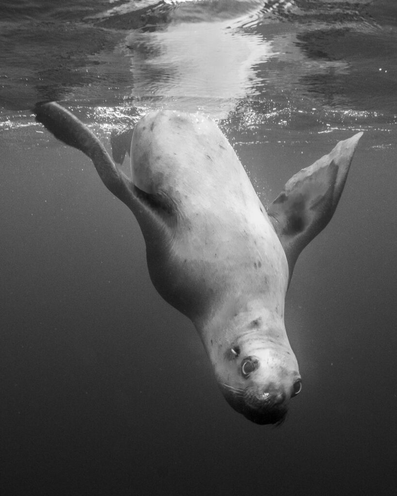 Steller sea lions near Hornby Island in British Columbia
